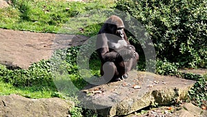 Watching female gorilla takes a seat