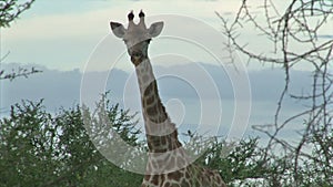 Watching Giraffe