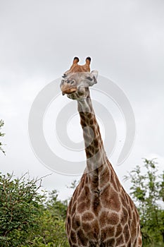 Watching Giraffe