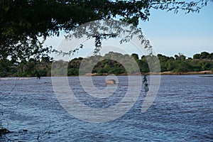 Watching a group of hippopotamus swimming in the Sabaki river close to Malindi