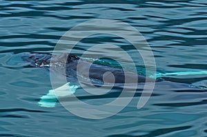 Watching humpback whale just before a dive at Husavik bay area