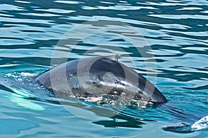 Watching humpback whale just before a dive at Husavik bay area