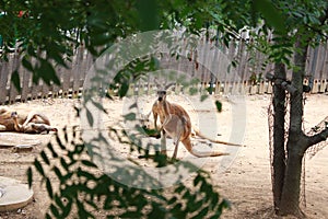 Watching the kangaroo through the gap of tree