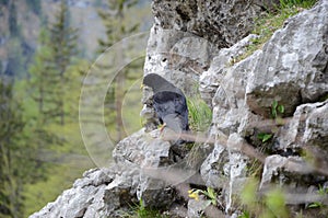The black bird in the rock photo