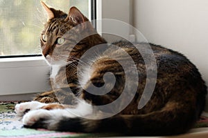 Watching mackerel tabby cat on the windowsill