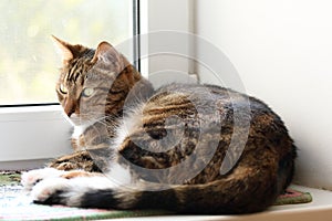 Watching mackerel tabby cat on the windowsill