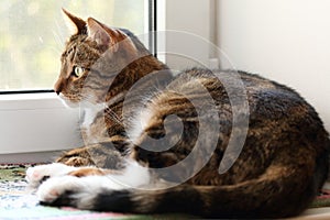 Watching mackerel tabby cat on the windowsill