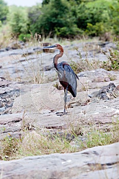 Watching Purple Heron