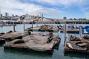 Watching sea seal and sea lions at Pier 39, San Francisco