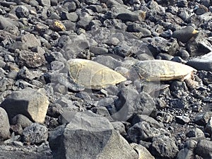 Watching Sea Turtles on Rock Beach Hawaii