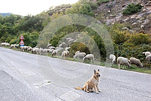 Watching sheepdog in the south of Italy photo