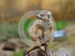 Watching suricata. The meerkat or suricate (Suricata suricatta) is small carnivoran. photo