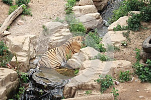 Watching tiger lay down the small river