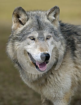 Watching Timber Wolf (Canis lupus)
