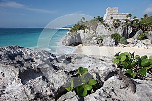 Watching Tulum ruins with a lizard