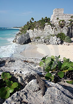 Watching Tulum ruins with a lizard