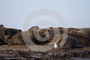 Watching a Walrus haulout