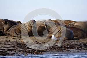 Watching a Walrus haulout