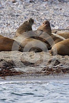 Watching a Walrus haulout