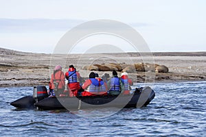 Watching a Walrus haulout