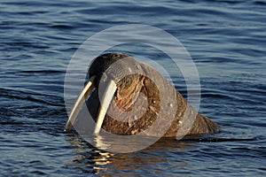 Watching a Walrus haulout