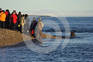 Watching a Walrus haulout