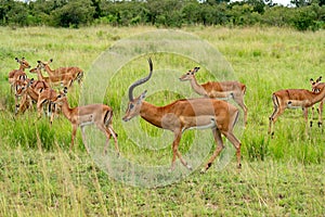 Watching wild animals on safari in Kenya or Tanzania. Impala in Massai Mara Kenya, East Africa.