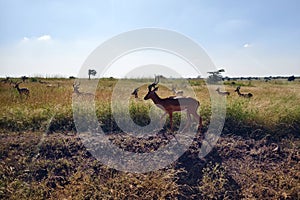 Watching wild animals on safari in Kenya or Tanzania. Impala in Massai Mara Kenya, East Africa.