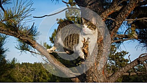 Watching the world from a tree