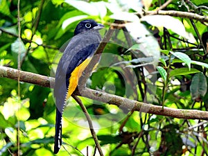 Watching of a yellow-bellied bird with wonderfully beautiful bright plumage with a metallic tint