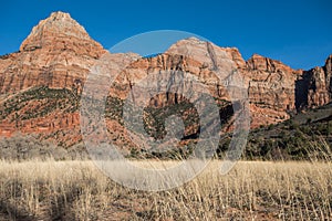 The Watchman and Dry Grass