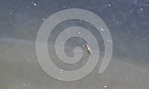 Wate strider insect floating on the surface of the water