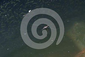 Wate strider insect floating on the surface of the water