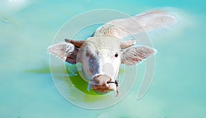 The water Albino Buffalo Asian water buffalo in water