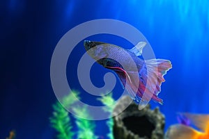 Water Animal Concept: Betta fish underwater in aquarium against a backdrop of green algae. Betta Splendens. Multi-Color Fancy photo