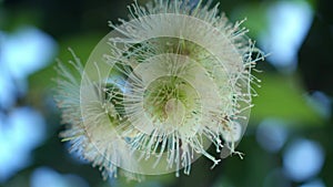 Water Apple Flower