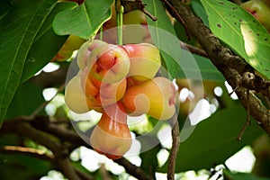 Water Apple Fruit