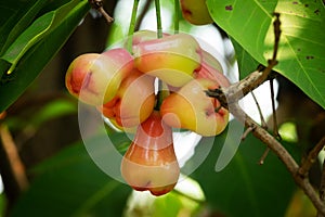 Water Apple Fruit