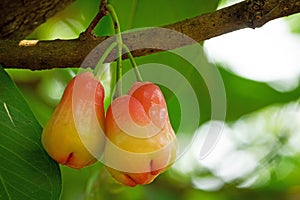 Water Apple Fruit