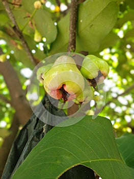 water apple greend wallpaper