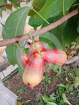 water apple my fruit