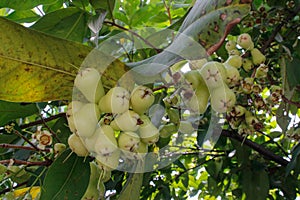 A water apple ripens on the branches of a tree.