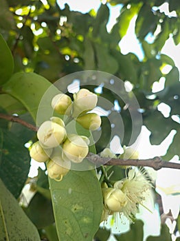 Water apple (Syzygium aqueum) fruit shoots growing on a tree branch