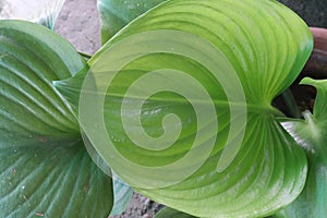 Water Arum leaf plant on farm