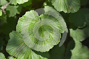 Water avens