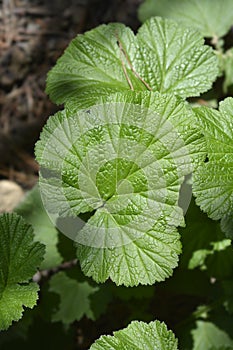 Water avens