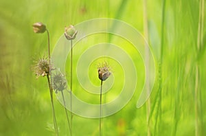 Water avens blooming in wet grasslands