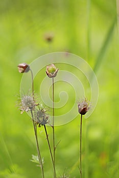 Water avens bringing colour to an English meadow