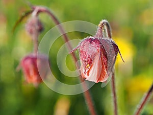 Water avens flower close up