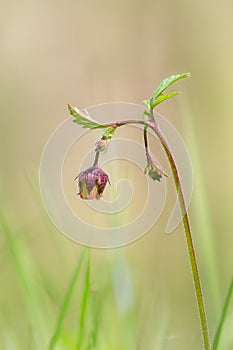 Water Avens flower photo